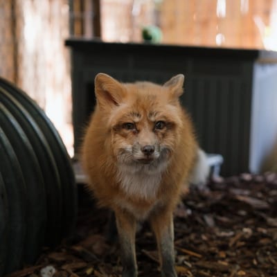 Fox engaging with enrichment activity in its habitat