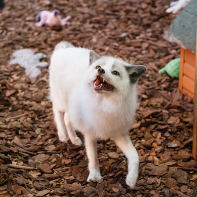 Cleaned bedding and fox habitat at Pawsitive Beginnings
