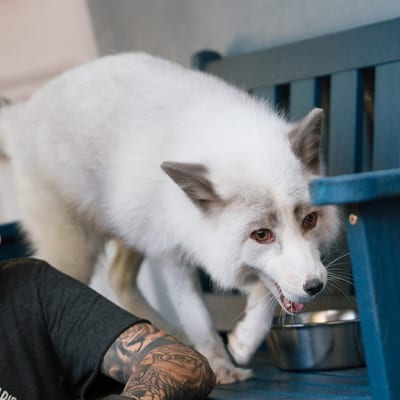 Sanctuary caregiver preparing meals and fresh water for the foxes