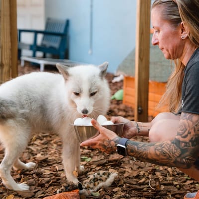 Caregiver providing medical care to a fox at the sanctuary