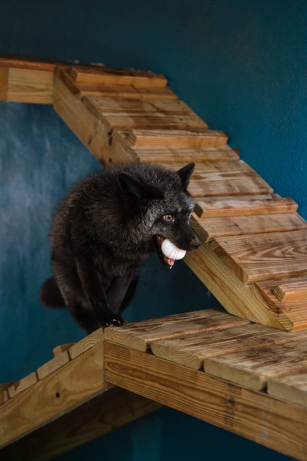 A rescued fox at home in the Pawsitive Beginnings sanctuary