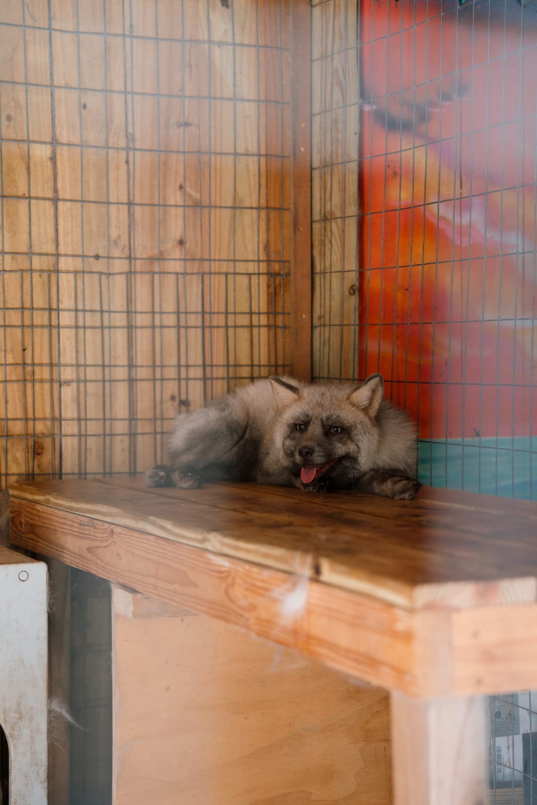 A rescued fox at rest inside its sanctuary habitat at Pawsitive Beginnings