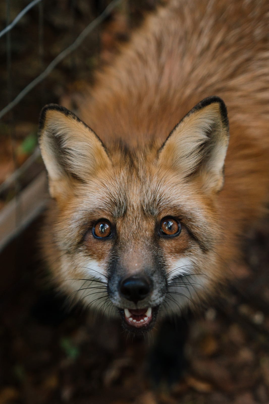 Close-up portrait of a rescued red fox at the Pawsitive Beginnings sanctuary