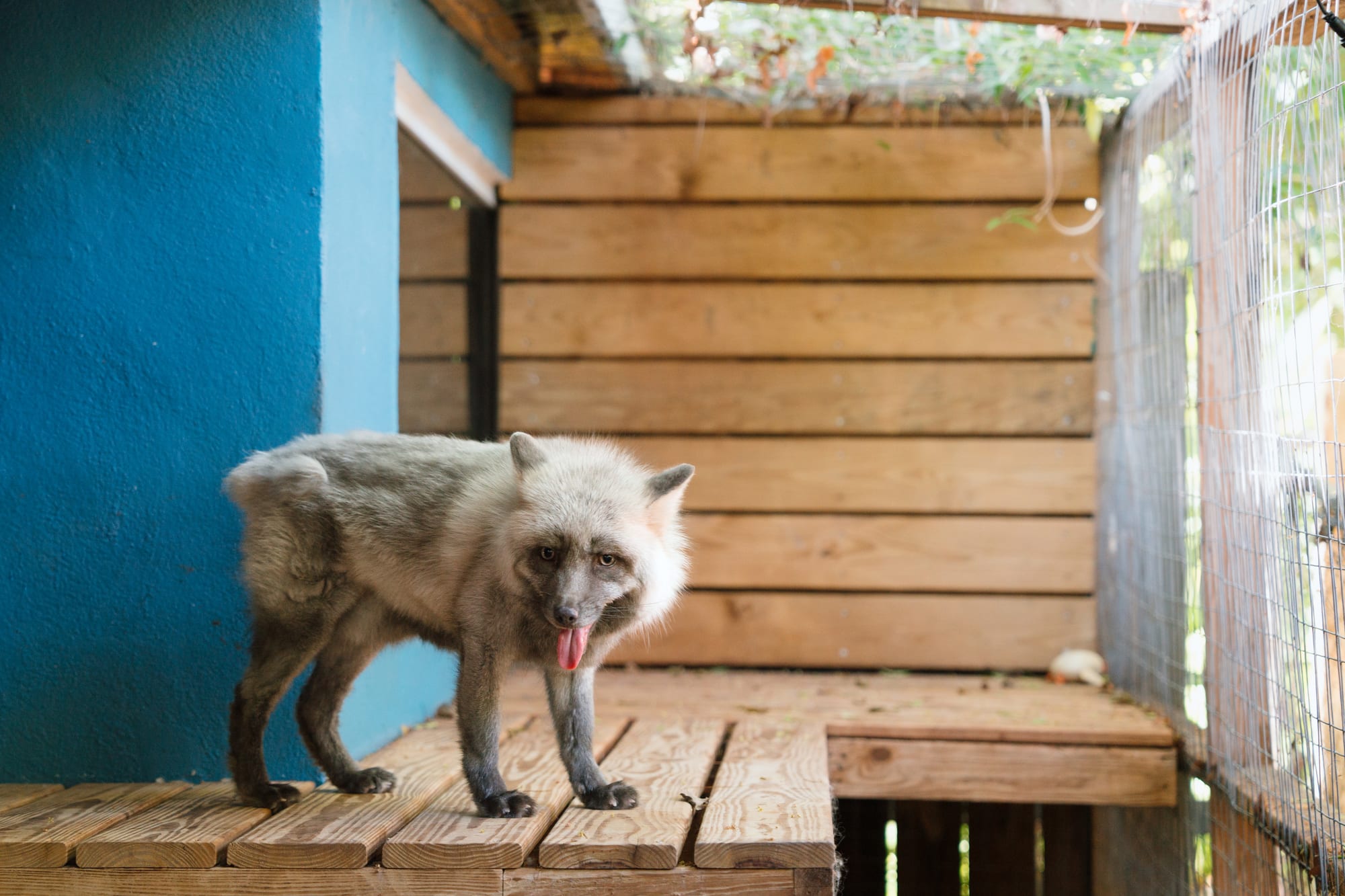 A rescued arctic fox at Pawsitive Beginnings sanctuary in its outdoor habitat