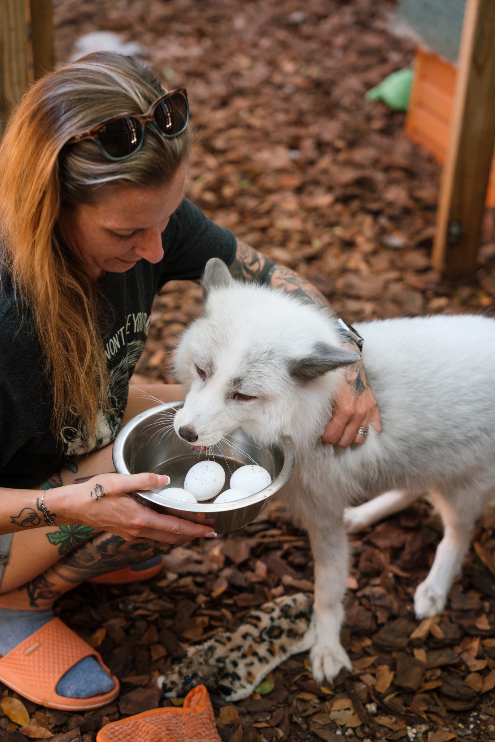 Caregiver providing daily meals and bedding for a rescued fox
