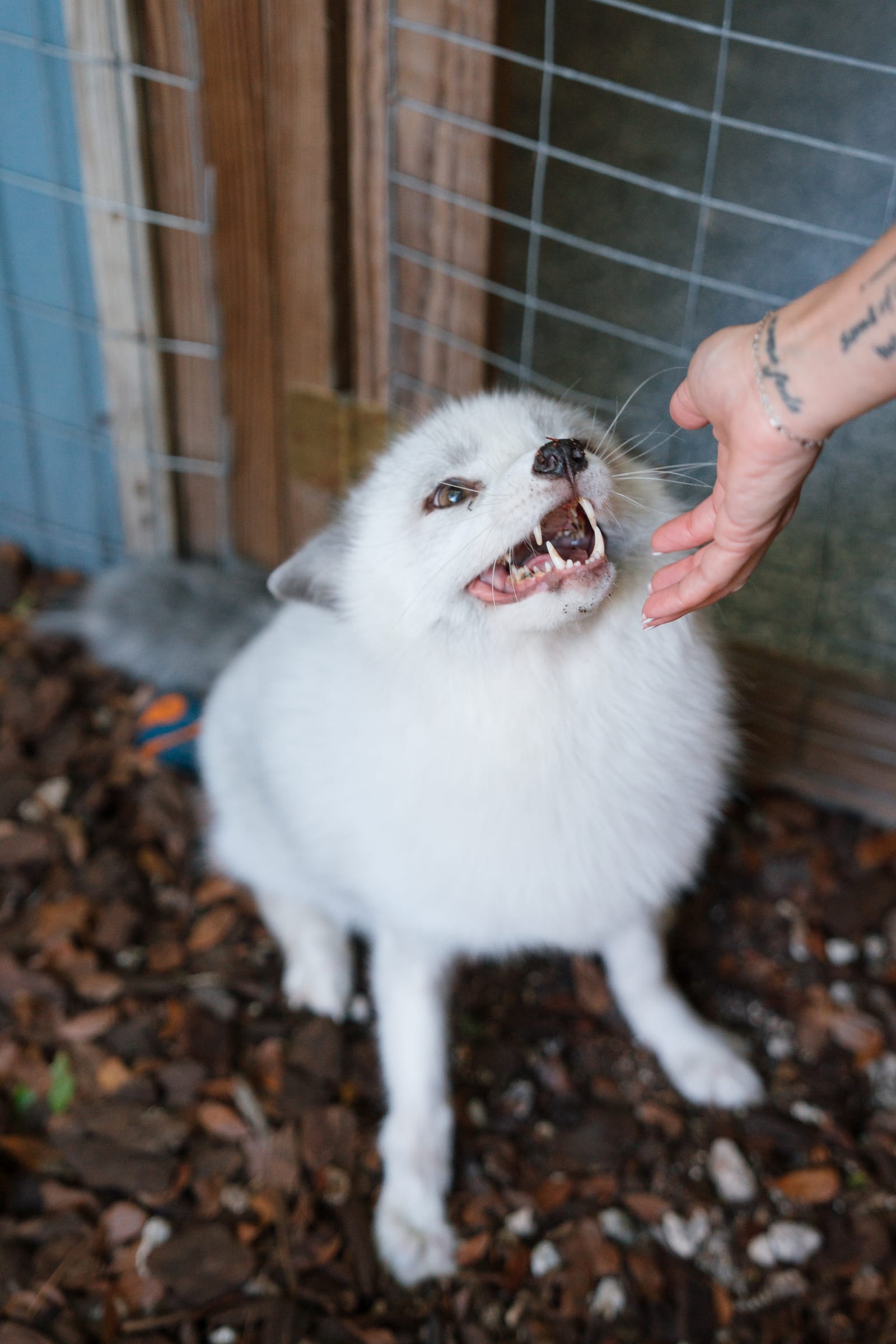 An arctic fox engaging with caregiver enrichment at Pawsitive Beginnings sanctuary
