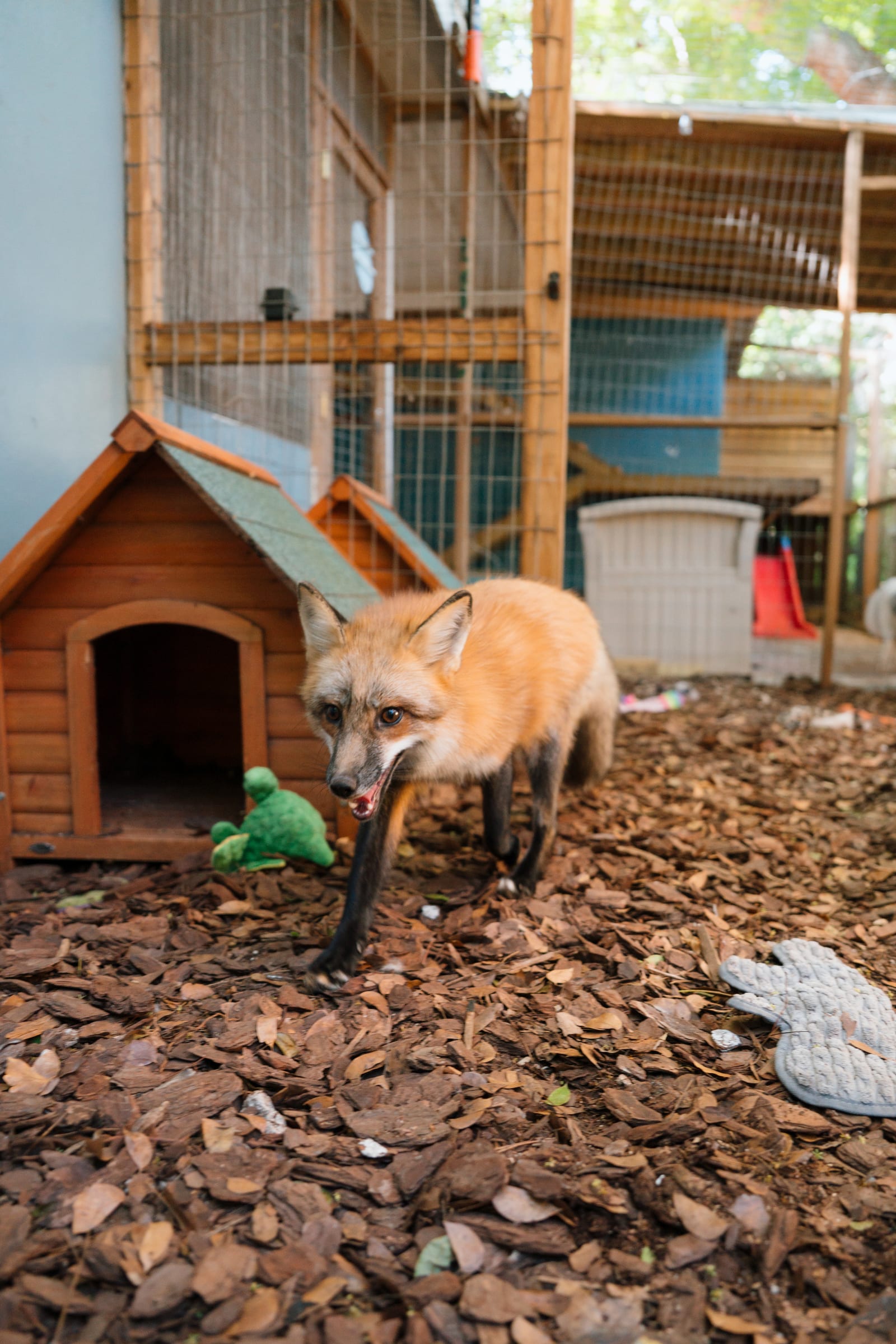A rescued red fox at Pawsitive Beginnings sanctuary in its outdoor habitat