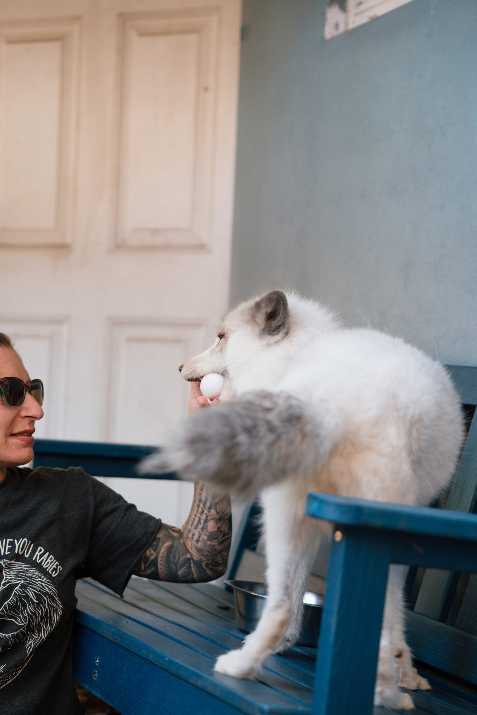 A caregiver holding a rescued white fox at Pawsitive Beginnings sanctuary