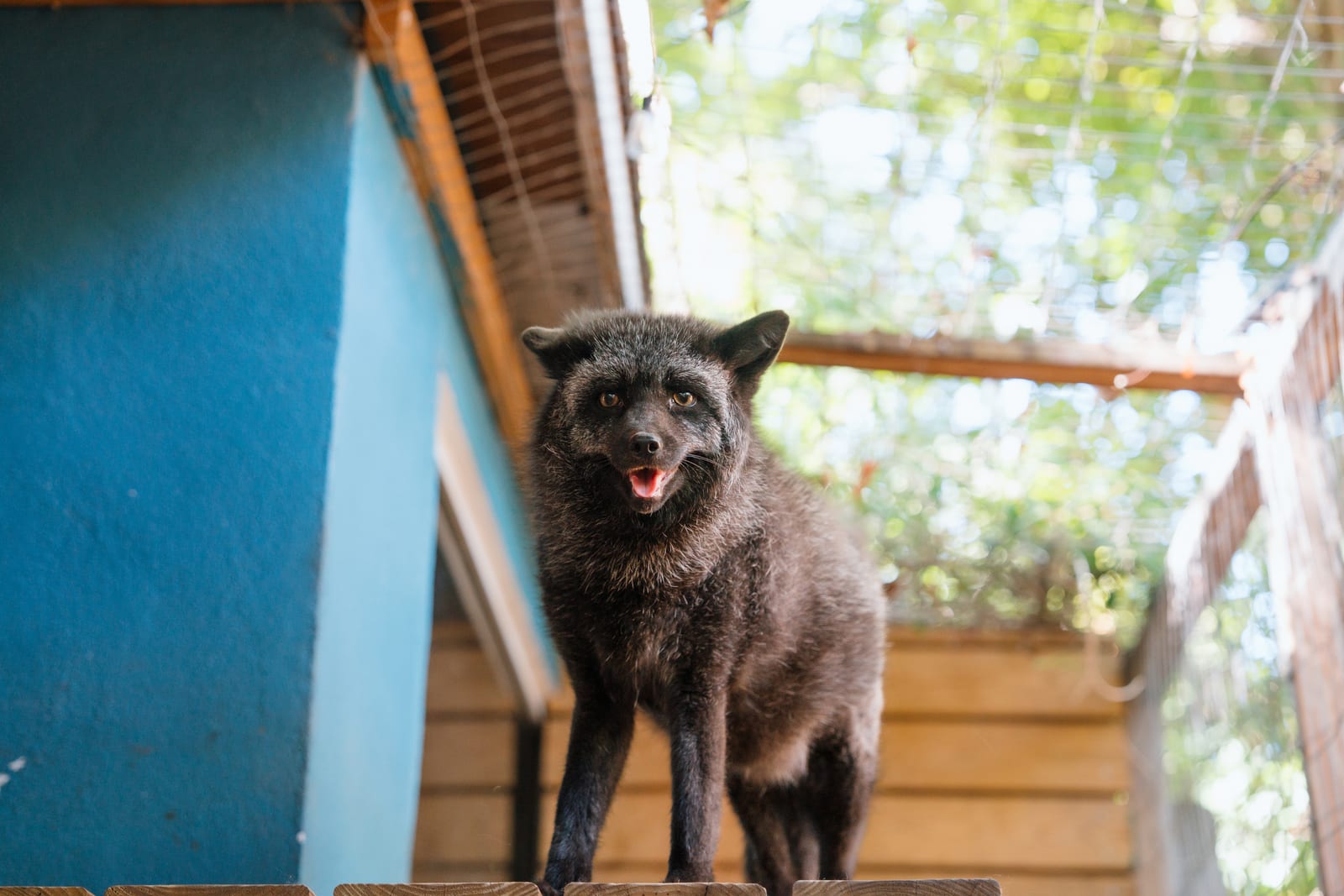 Sanctuary Open Day