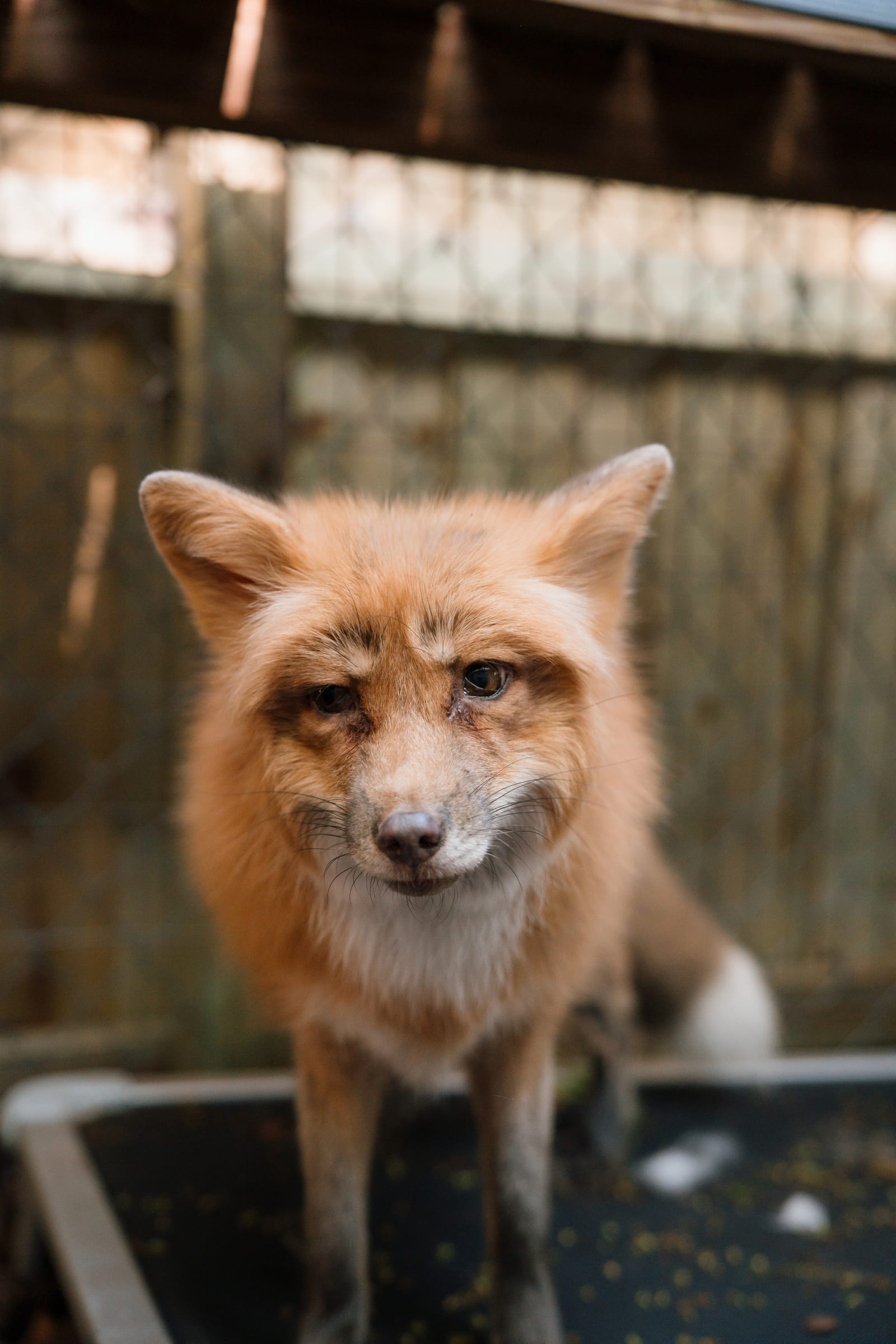 Sanctuary Open Day