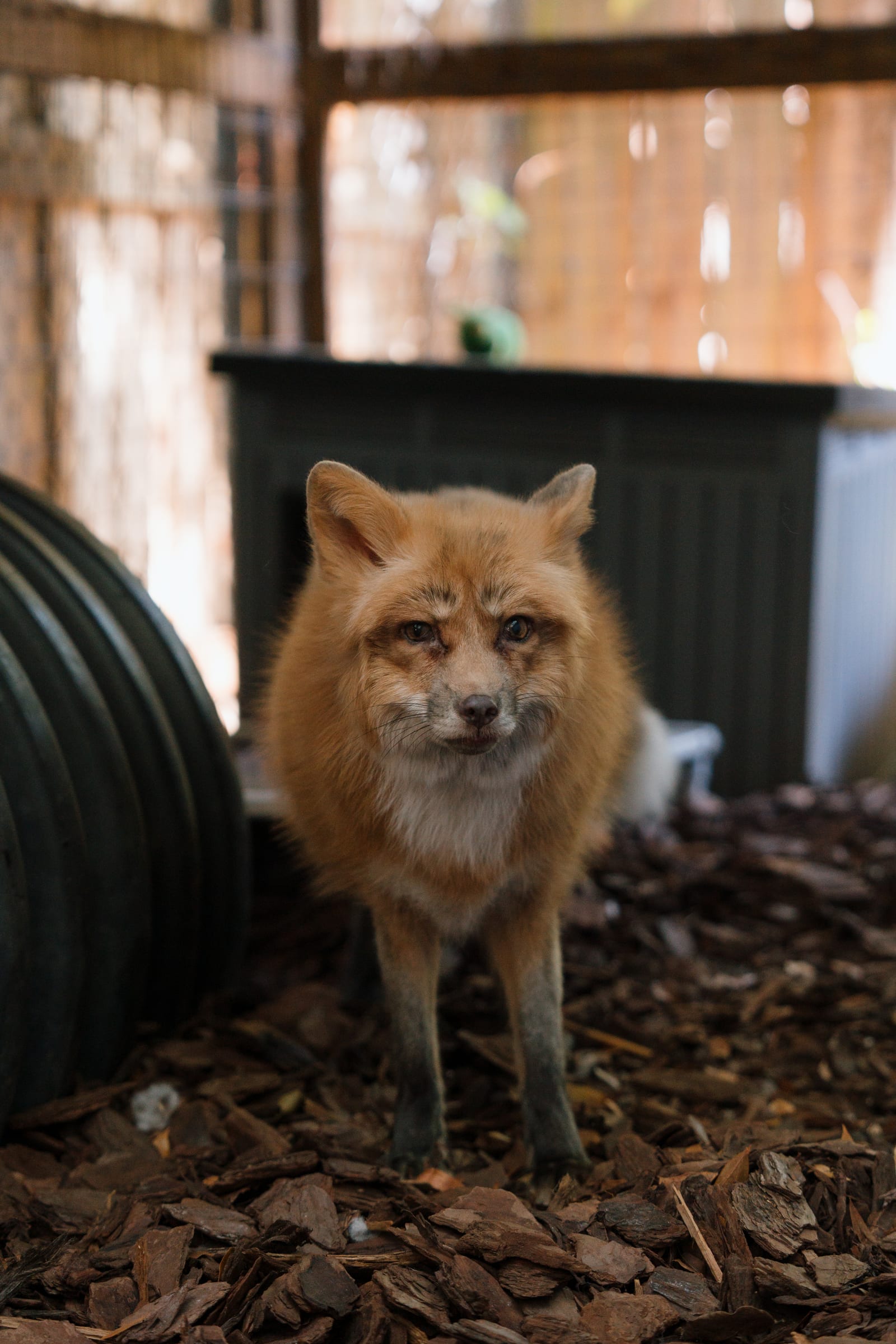 Sanctuary Open Day