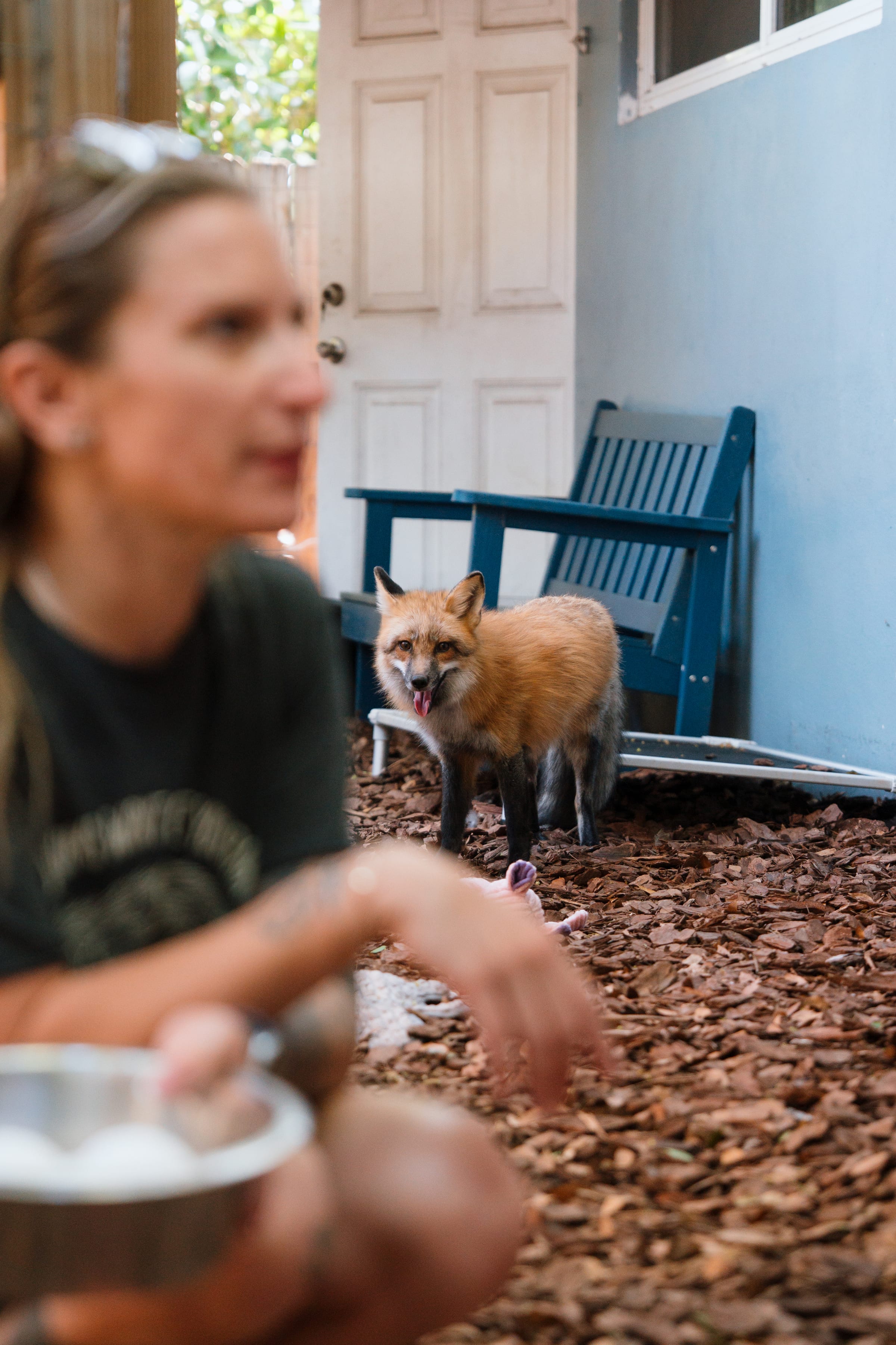 A rescued fox at Pawsitive Beginnings sanctuary in Key Largo, Florida