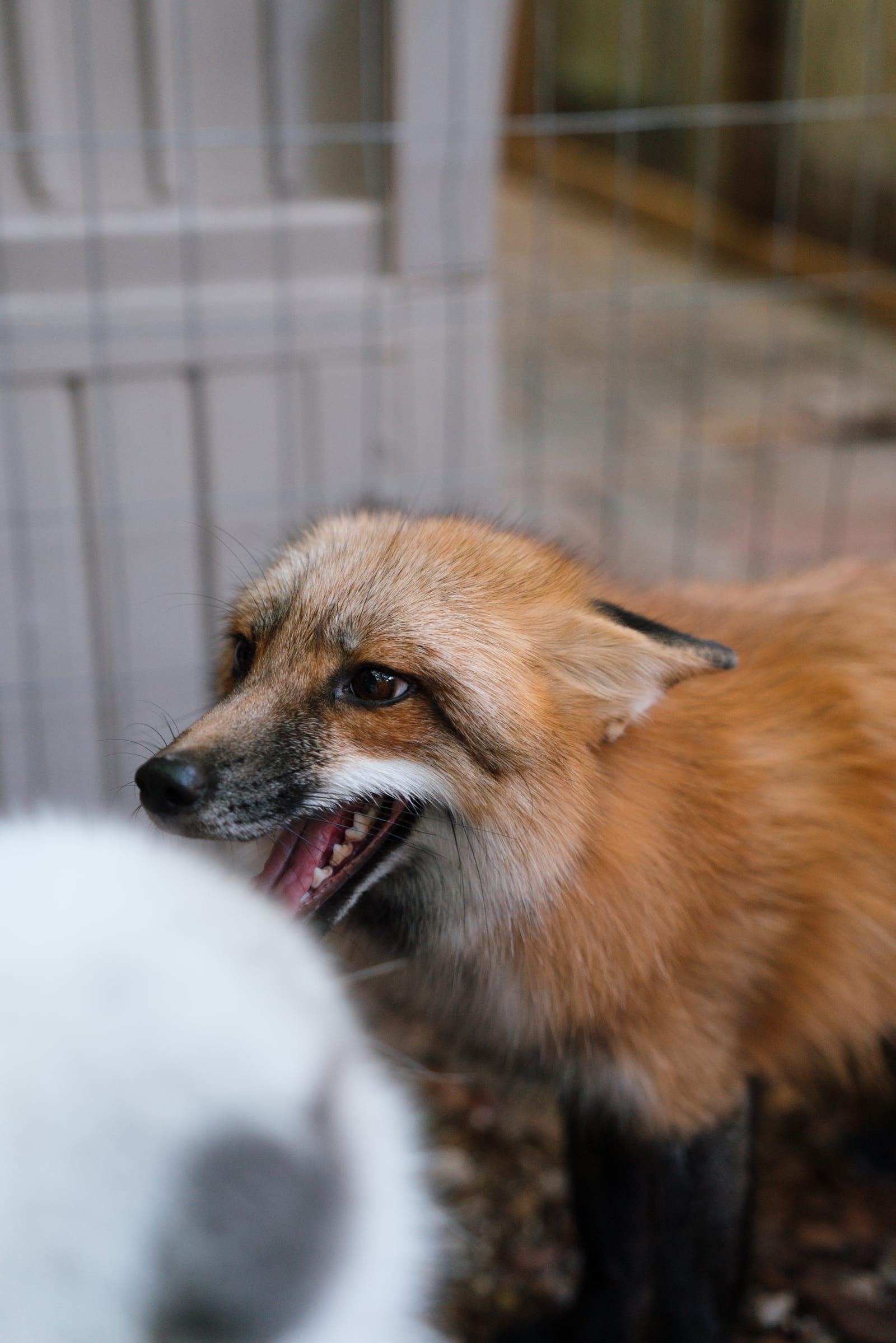 Isla, a rescued fox from the exotic pet trade, at Pawsitive Beginnings sanctuary