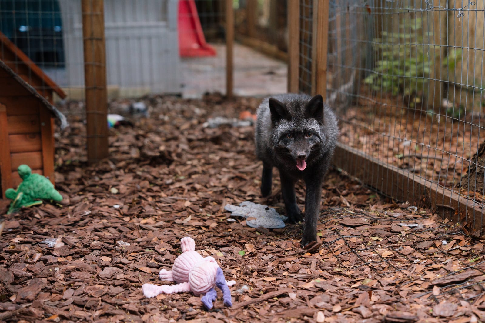 A rescued fox at Pawsitive Beginnings looking out from sanctuary care