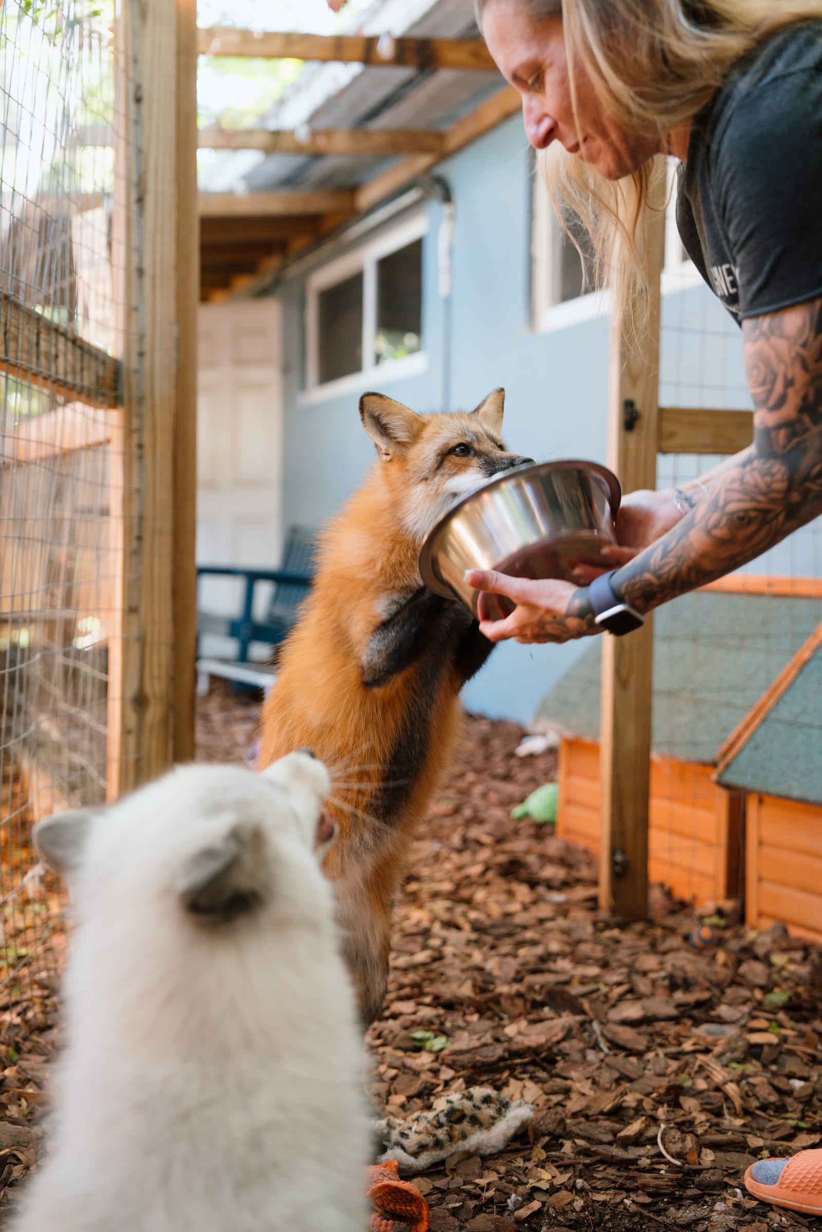 A rescued fox at Pawsitive Beginnings sanctuary in Key Largo, Florida