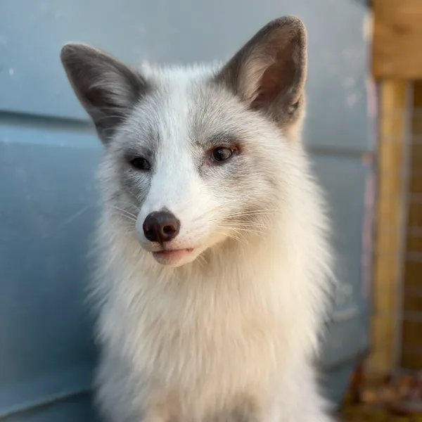 A white arctic fox at Pawsitive Beginnings sanctuary in Key Largo, Florida