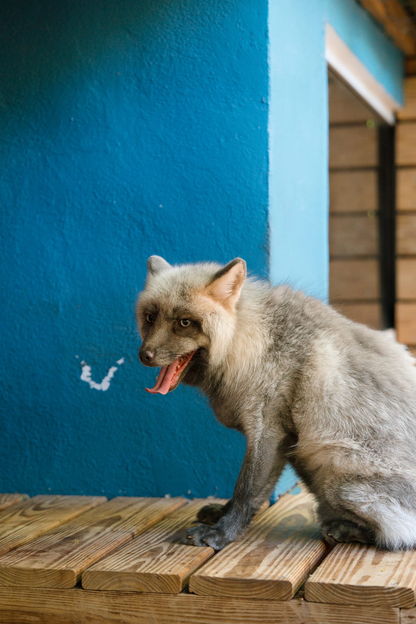 Sanctuary care at Pawsitive Beginnings in Key Largo, Florida