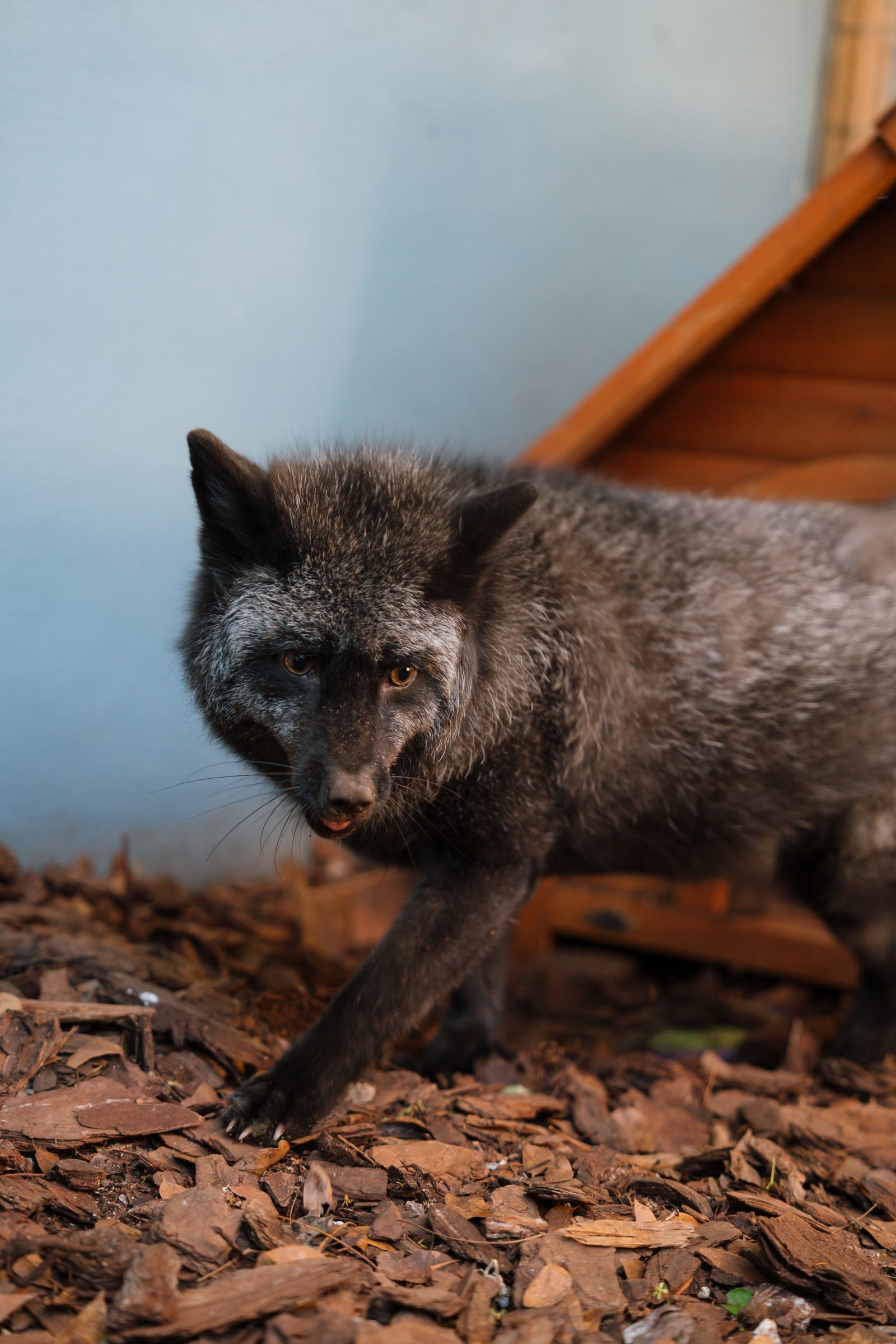 Sanctuary residents at Pawsitive Beginnings in Key Largo, Florida