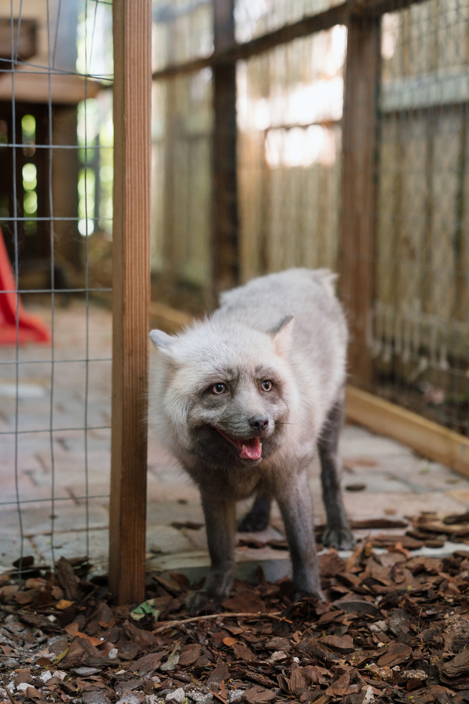 A rescued fox at Pawsitive Beginnings sanctuary in Key Largo, Florida