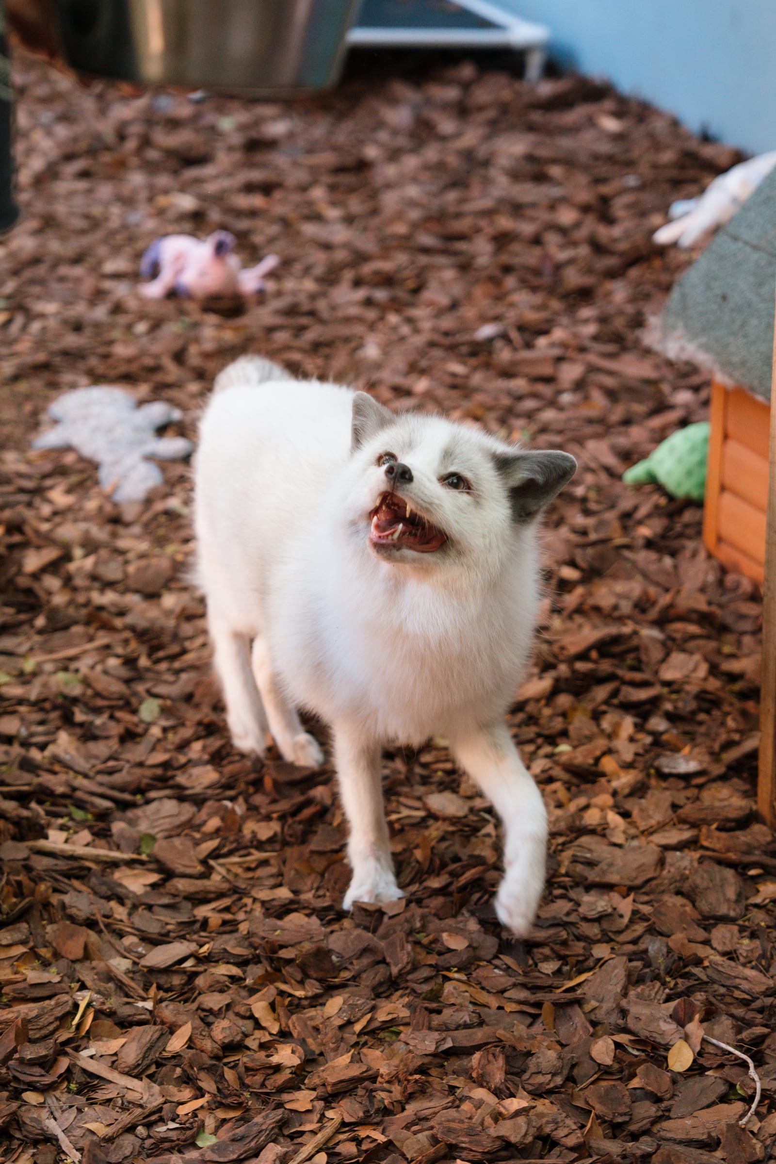 A sanctuary caregiver standing with a rescued fox at Pawsitive Beginnings