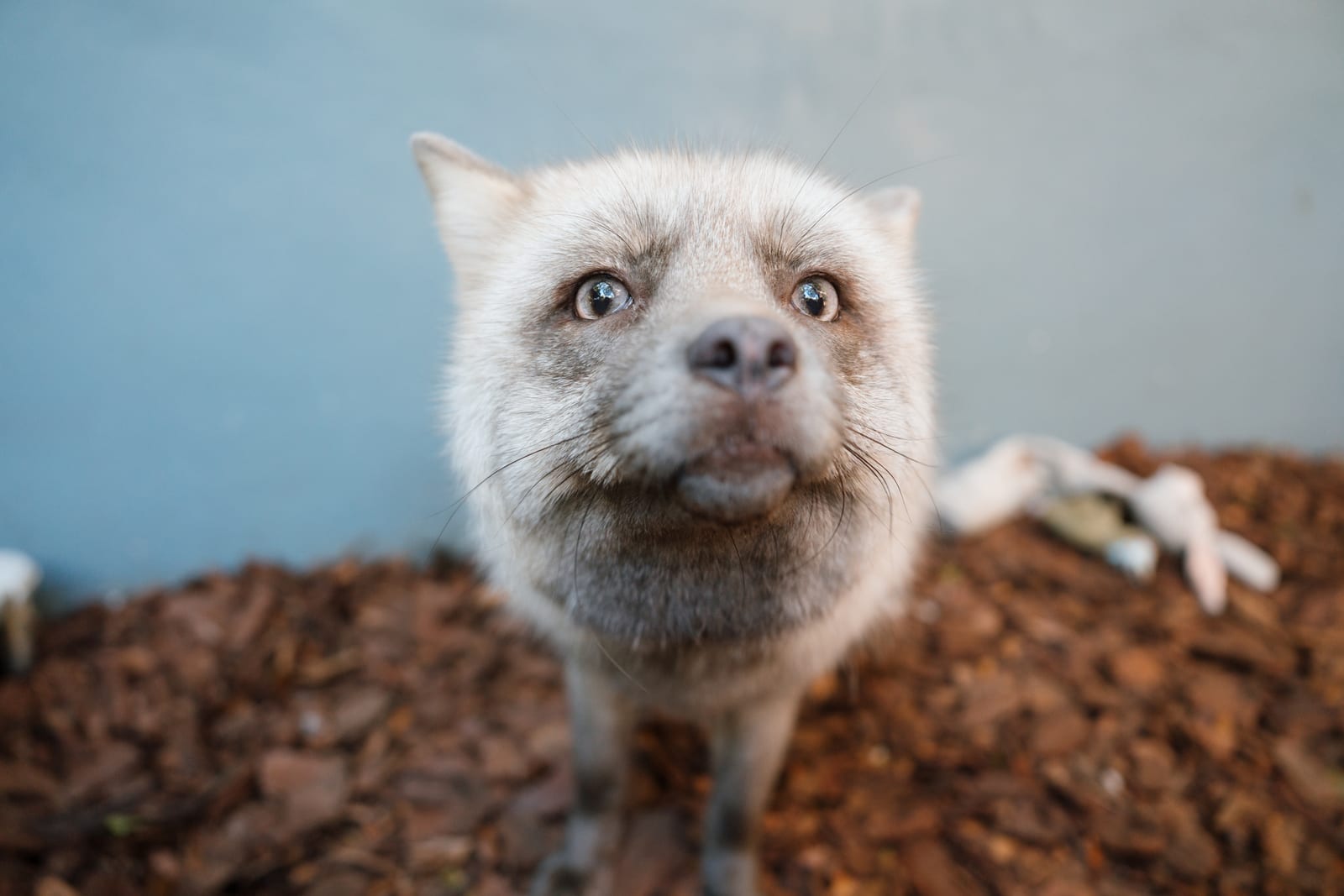 A rescued fox at Pawsitive Beginnings looking into the camera