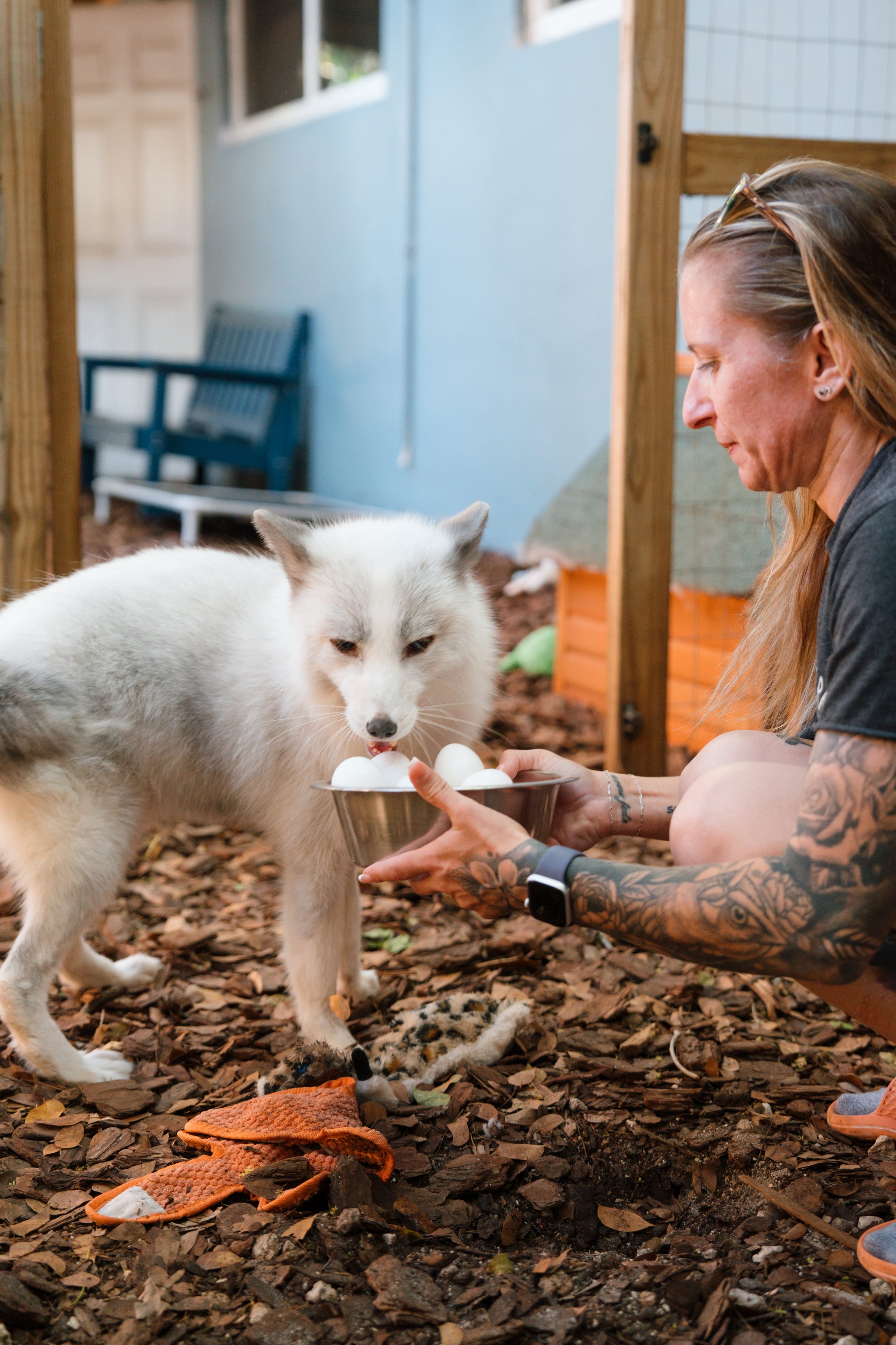 A caregiver and a rescued fox sharing a quiet moment at Pawsitive Beginnings sanctuary