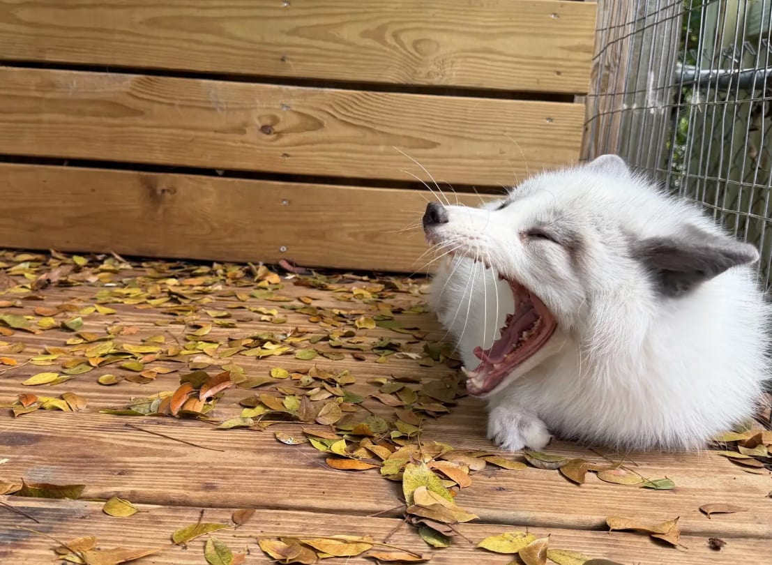A white arctic fox at Pawsitive Beginnings sanctuary in Key Largo, Florida