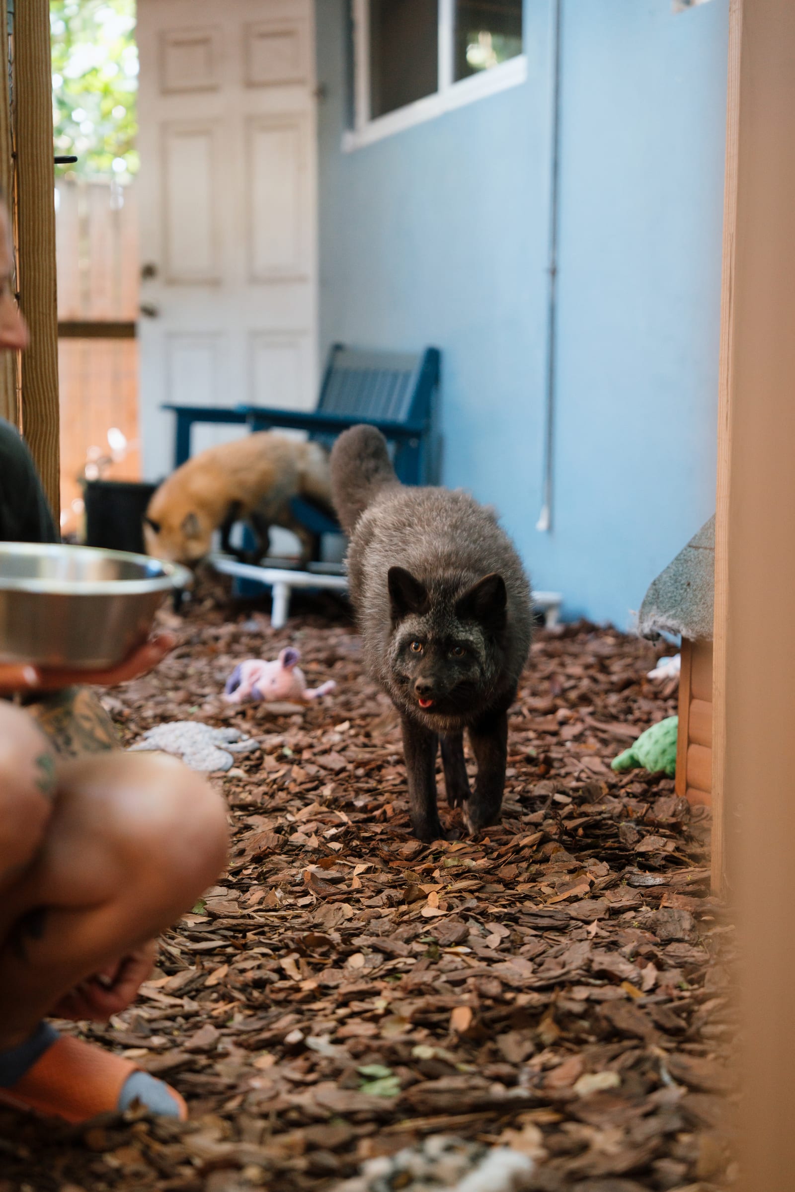 A rescued fox at Pawsitive Beginnings sanctuary supporting the healing program