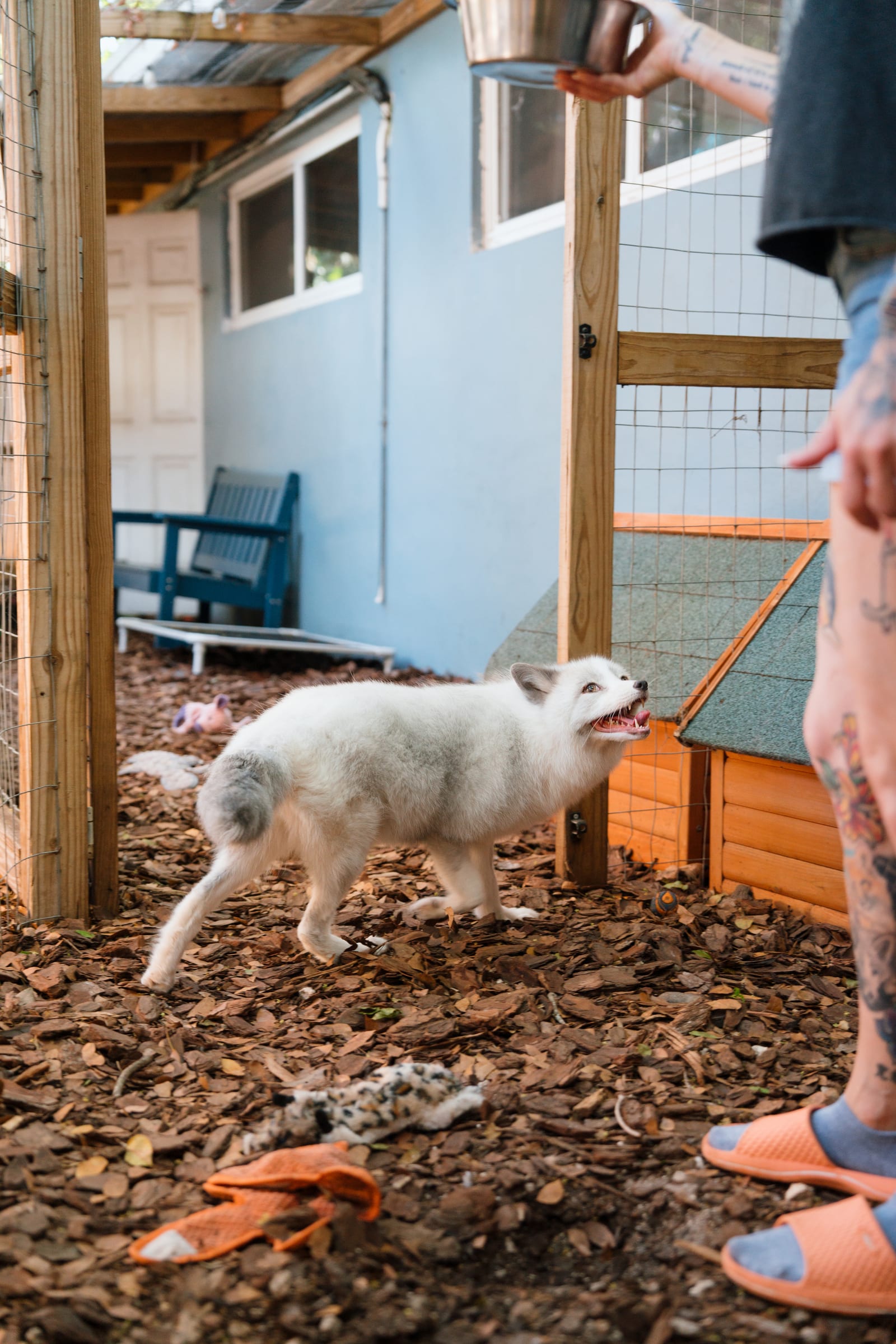 A rescued fox in its sanctuary habitat at Pawsitive Beginnings during a healing program session