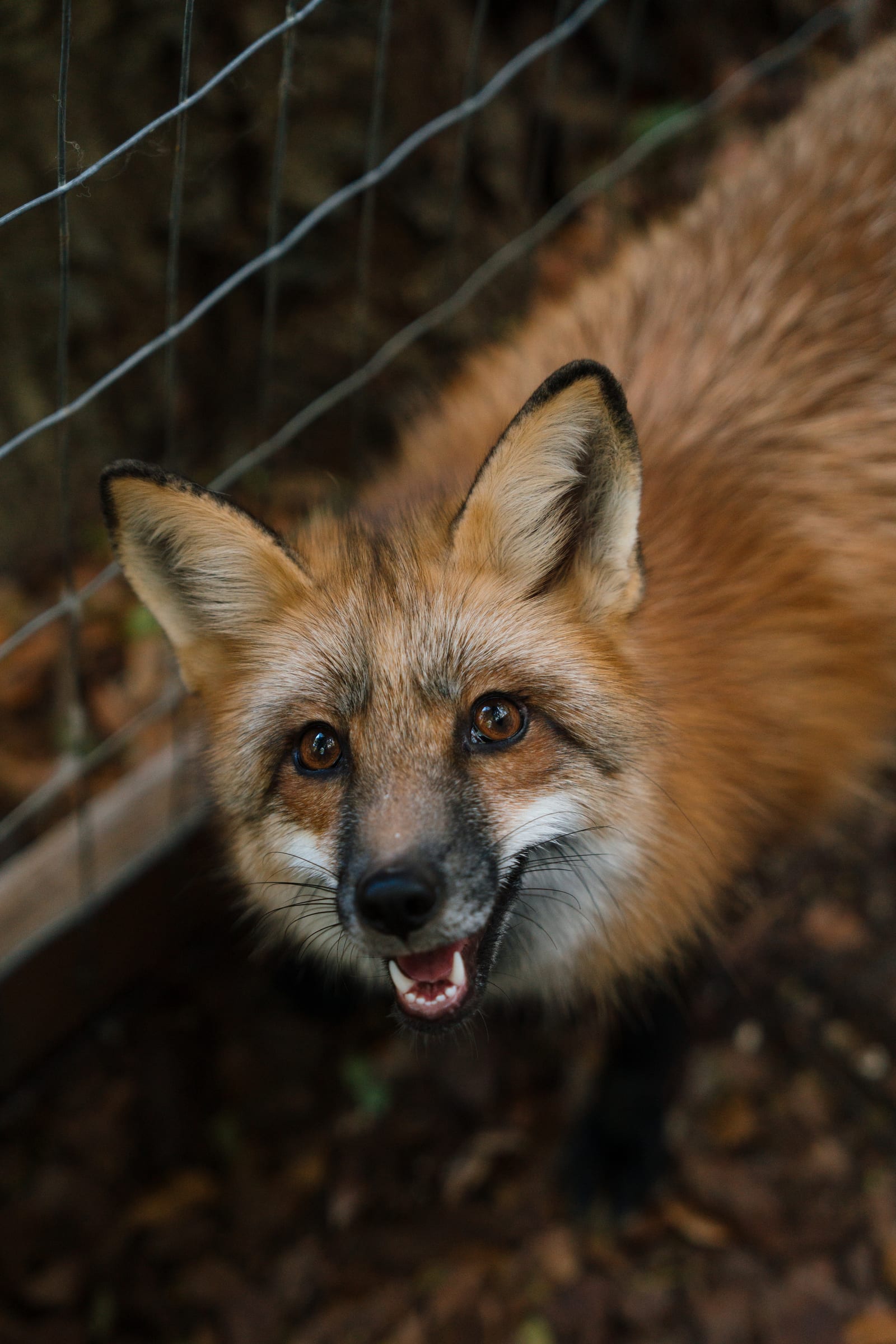 A rescued fox at Pawsitive Beginnings sanctuary looking calmly at the camera