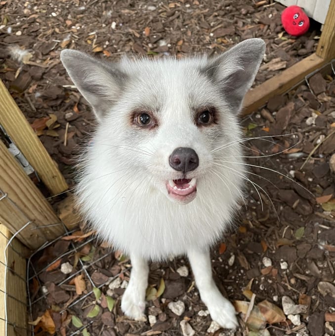 Reef the Fox