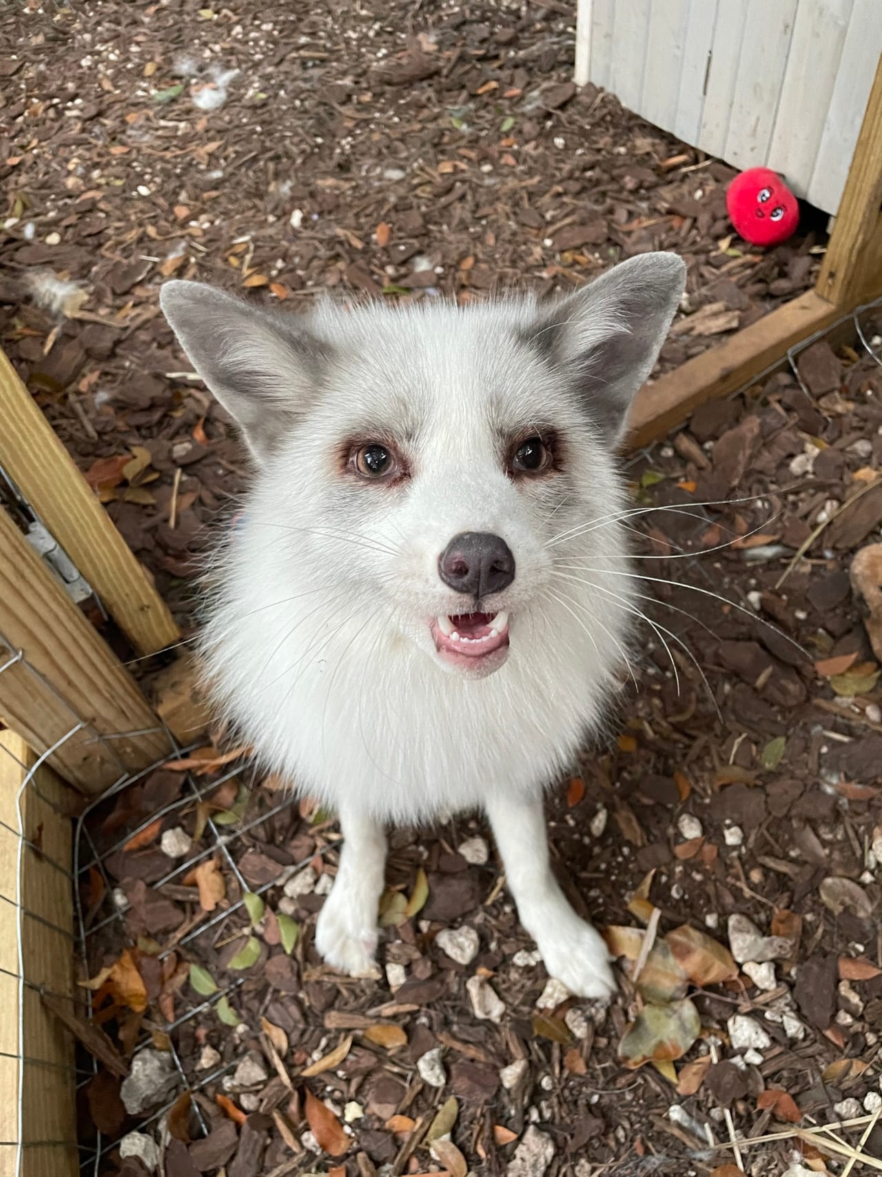 Reef’s Report: Reef the Fox’s column in Keys Weekly