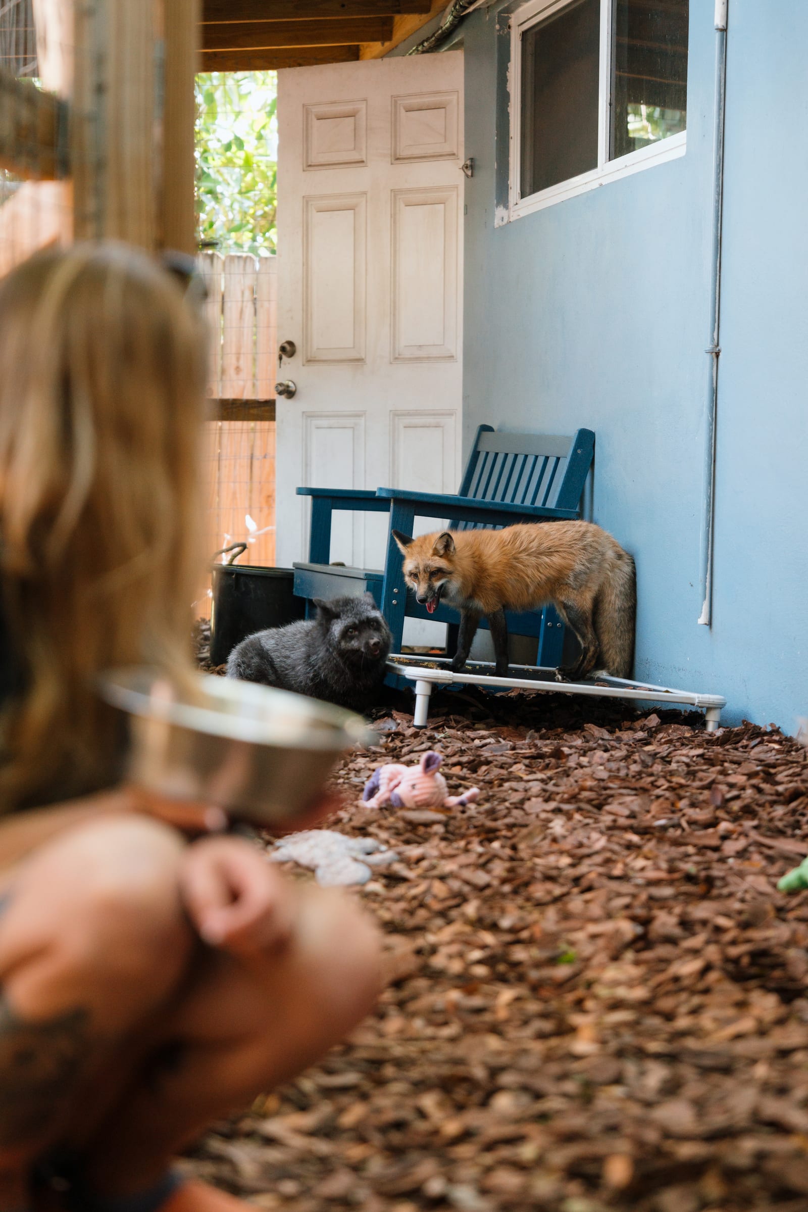 A caregiver kneeling at the open door of a fox habitat at Pawsitive Beginnings, the rescued fox watching nearby