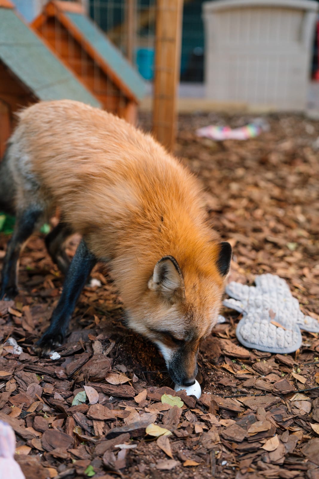 A rescued fox at rest inside its sanctuary habitat at Pawsitive Beginnings
