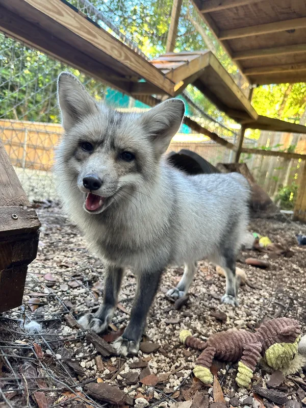 A rescued fox photographed inside the Pawsitive Beginnings sanctuary in Key Largo, Florida