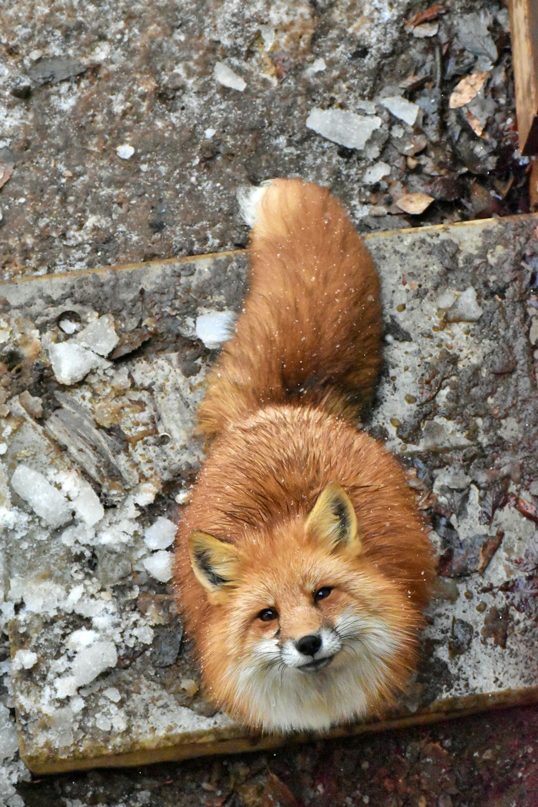 Cover of the Reef the Fox Finds His Purpose children's book