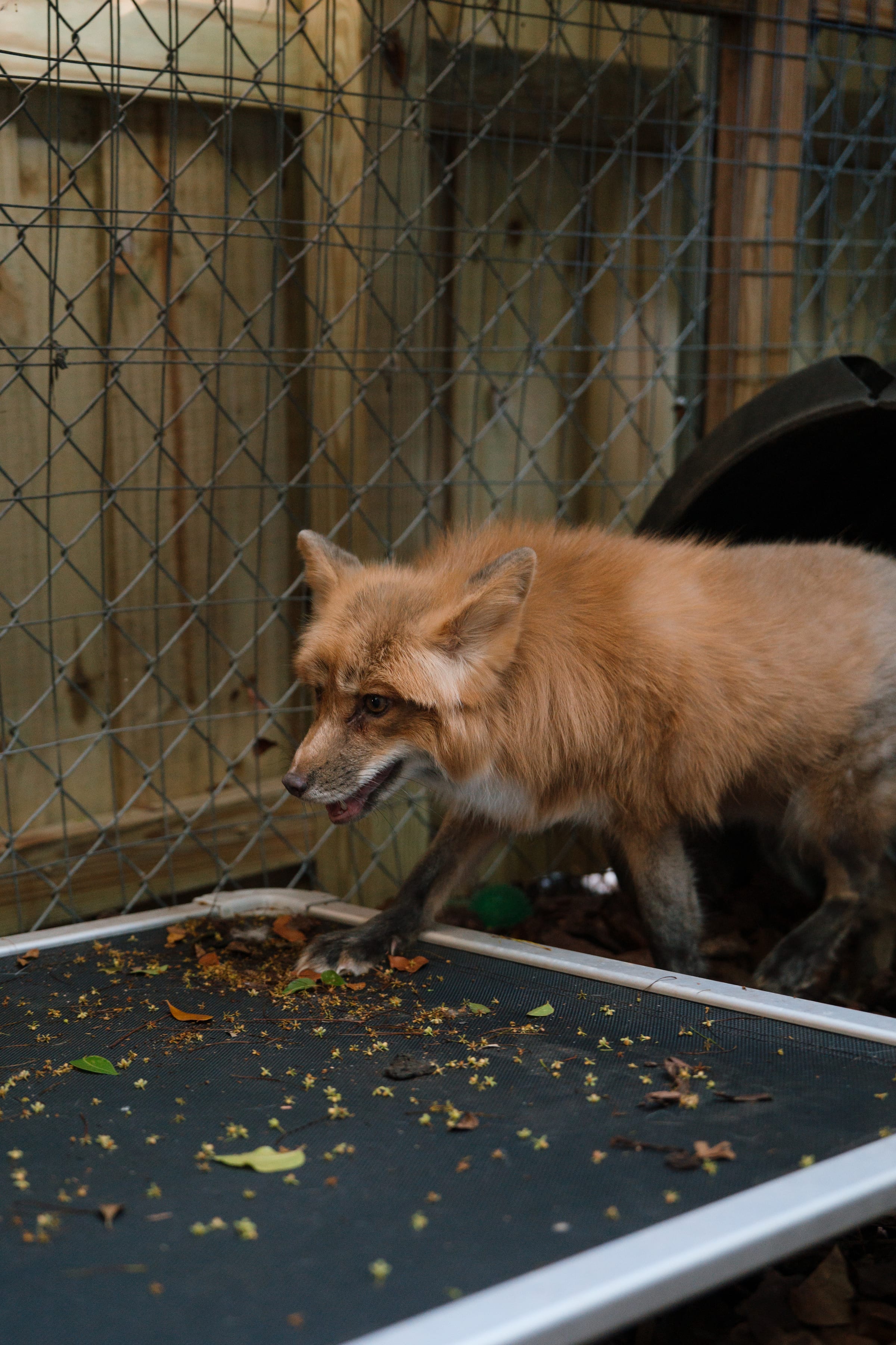 A rescued red fox at Pawsitive Beginnings sanctuary in its sheltered habitat