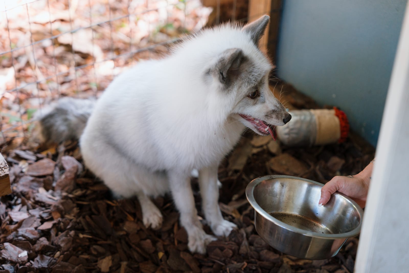 A rescued arctic fox at Pawsitive Beginnings sanctuary at its water bowl